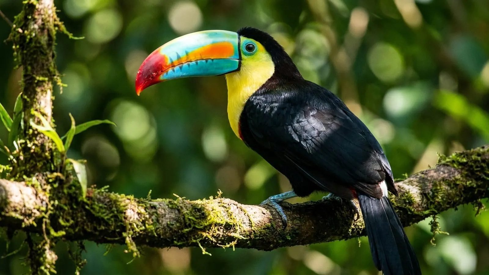Gamboa Rainforest